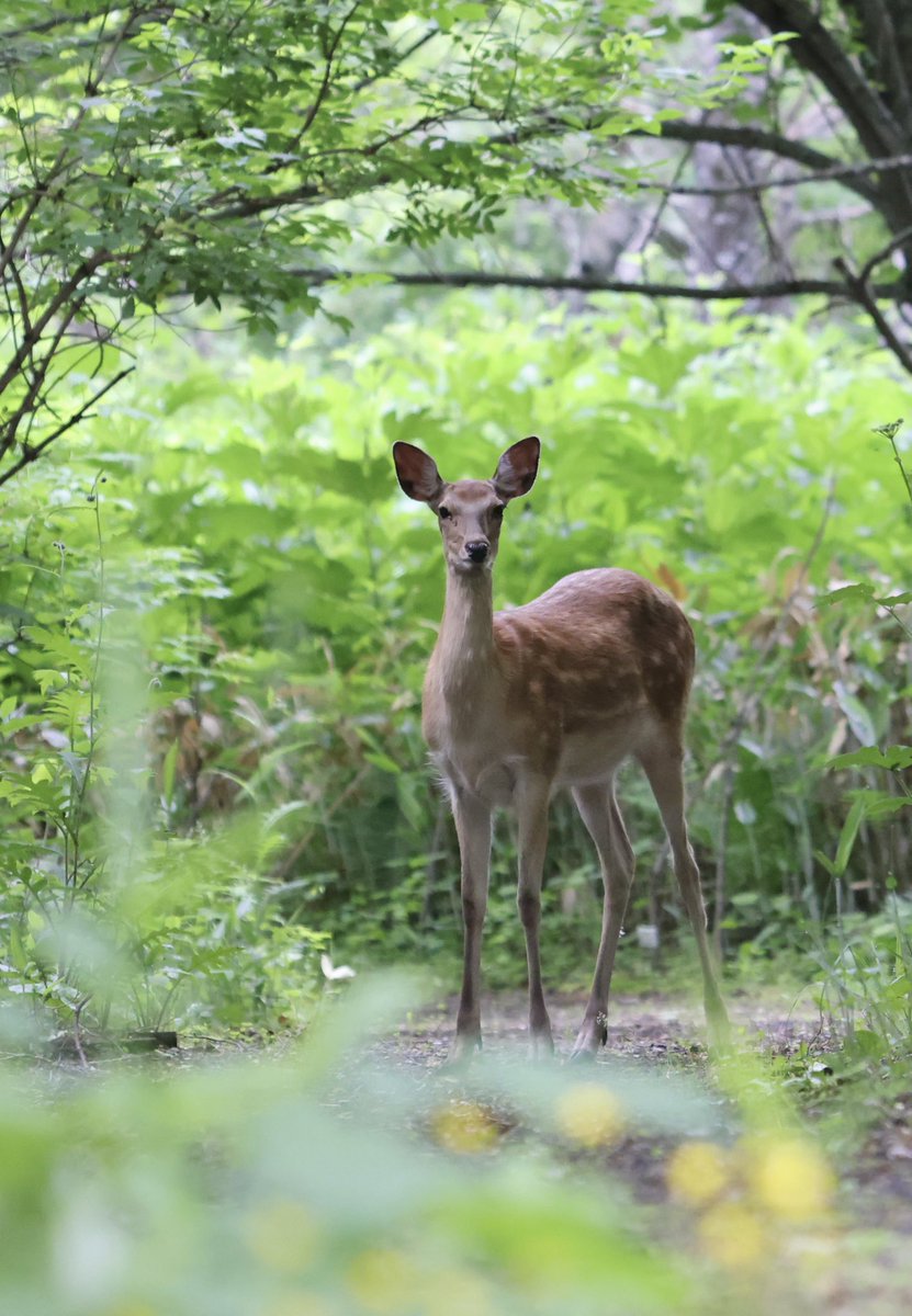 気温11度小雨の道東です☔️
遺跡の森で出会った🌳すっきり夏毛のエゾ鹿さん🦌
太古のオホーツクに想いを馳せて
いつも見て頂きありがとうございます🥰

＃北海道　＃道東　＃常呂町　＃遺跡の森　＃エゾ鹿　＃HOKKAIDO