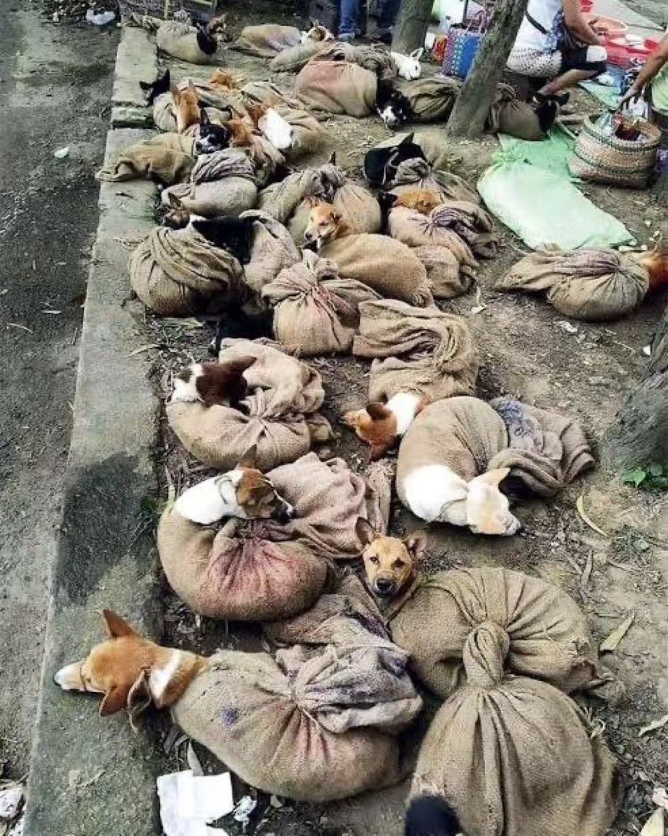 swastika24's tweet image. How can torturing and eating a dog or cat be one&apos;s culture and source of livelihood.
We have forgotten to live and let live.
#SayNoToLivestockBill2023 

@PRupala @Dept_of_AHD @Min_FAHD 
@narendramodi 
@Manekagandhibjp