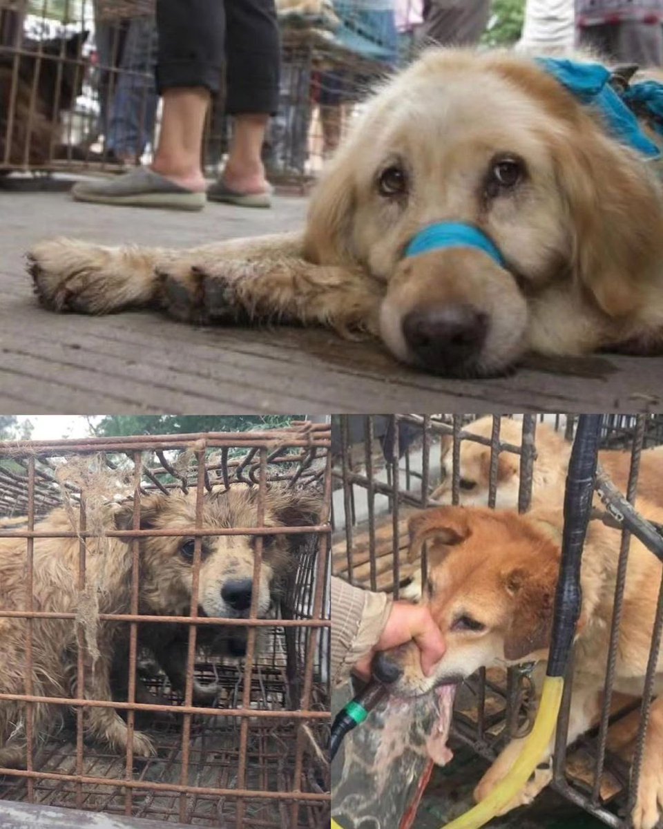 Swastika Mukherjee (@swastika24) on Twitter photo How can torturing and eating a dog or cat be one's culture and source of livelihood.
We have forgotten to live and let live.
#SayNoToLivestockBill2023
<a href="/PRupala/">Parshottam Rupala</a> <a href="/Dept_of_AHD/">Dept of Animal Husbandry & Dairying, Min of FAH&D</a> <a href="/Min_FAHD/">Ministry of Fisheries, Animal Husbandry & Dairying</a>
<a href="/narendramodi/">Narendra Modi</a>
<a href="/Manekagandhibjp/">Maneka Sanjay Gandhi</a> How can torturing and eating a dog or cat be one's culture and source of livelihood.
We have forgotten to live and let live.
#SayNoToLivestockBill2023
<a href="/PRupala/">Parshottam Rupala</a> <a href="/Dept_of_AHD/">Dept of Animal Husbandry & Dairying, Min of FAH&D</a> <a href="/Min_FAHD/">Ministry of Fisheries, Animal Husbandry & Dairying</a>
<a href="/narendramodi/">Narendra Modi</a>
<a href="/Manekagandhibjp/">Maneka Sanjay Gandhi</a>