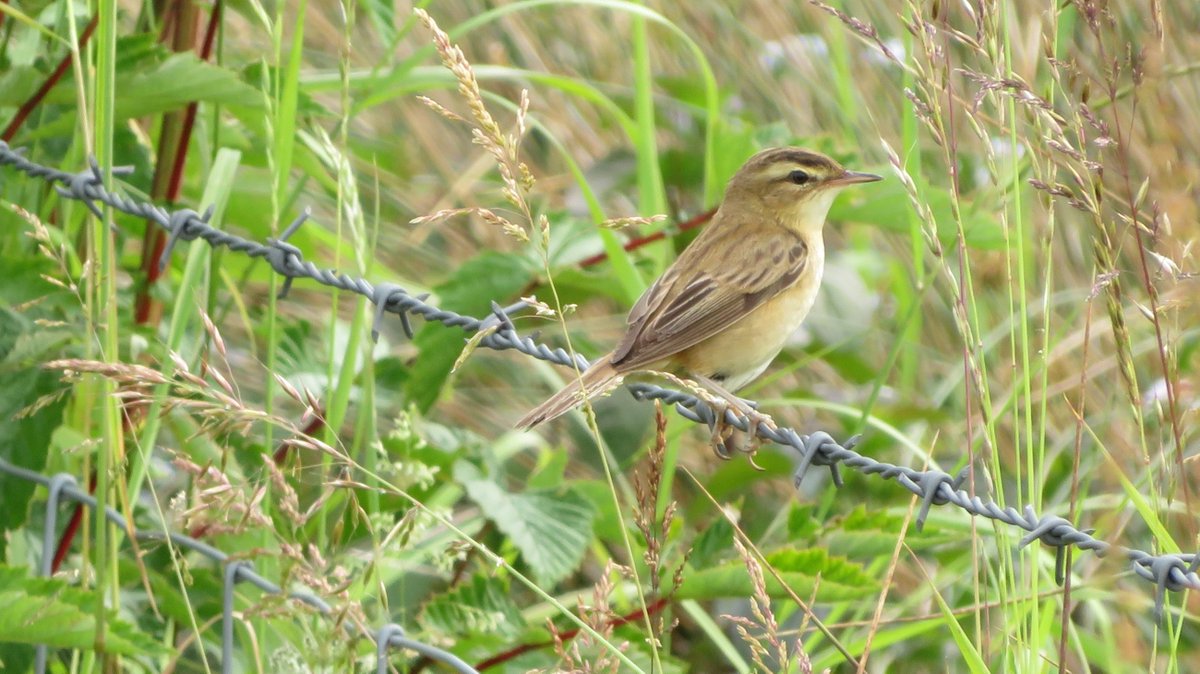 A good selection of warblers on the Gorhambury part of my patch today nr St Albans [TL127084]. Reed, Cetti's, Blackcap, Whitethroat, Chiffchaff and a family of Sedge... #hertsbirds However, I've been becalmed on #99 in the @PatchBirding challenge for the past month. #PWC2023