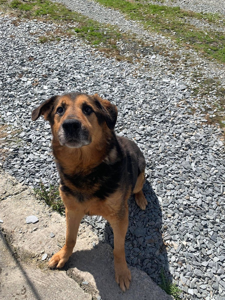 Buster is 10yrs old and he has been with us half his life, Buster can live with other #dogs but he is a very bold and confident boy who does push boundaries so exp home needed 
#GermanShepherd #Cornwall 
gsrelite.co.uk/buster-7/