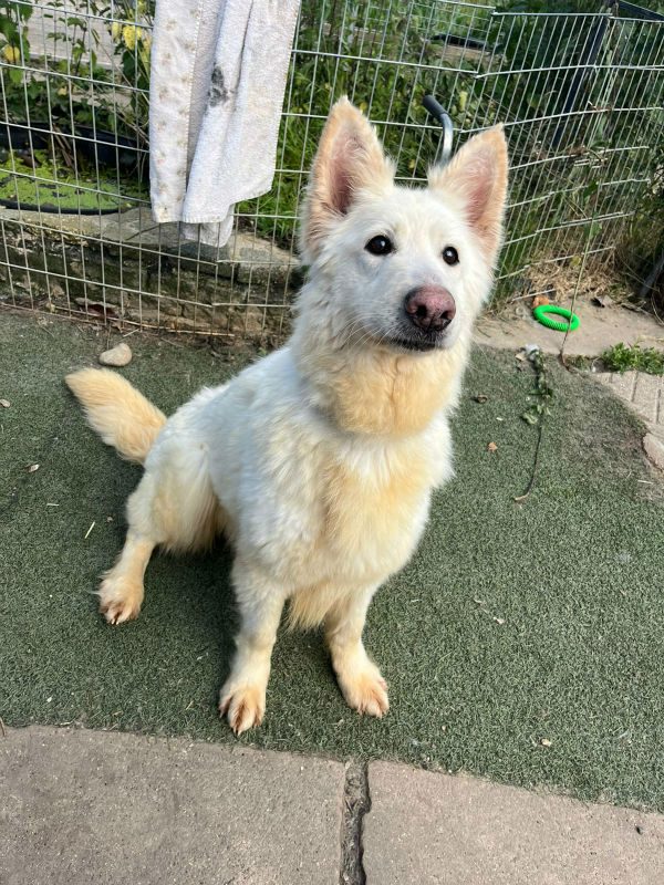 Blondie is around 7/8yrs old and she came to us via Police intervention, Blondie is a sweet girl who can live with older kids and has been ok with #dogs her own size in #Foster.
#GermanShepherd #Essex 
gsrelite.co.uk/blondie/