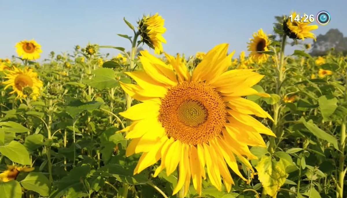 GuiomarMarize's tweet photo. Ao levantar, coloque sempre os bons sentimentos em primeiro lugar e deixe o Bem se manifestar !... Agradeça a Bênção de estar em Família, junto daqueles a quem quer bem e construa um tempo de Paz, vivendo bons e Felizes momentos !...
BOM DIA !
#vamosorar
#comfe
#agradecersempre https://t.co/qVyqfERkhT