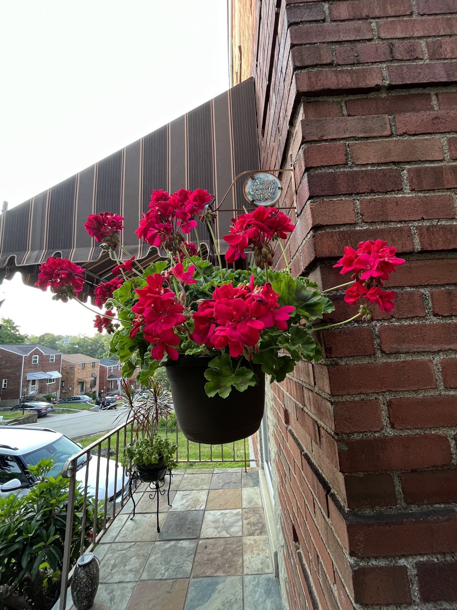 #clematis #dahlia #geranium ❤️ from #Pittsburgh #FlowerReport