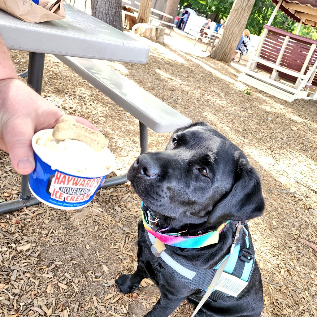 Happy Dog Dad Day everyone!!! 

How do you spend dog dad day? 

My doggo and I like to go for car rides, walk and then wrap it up with ice cream!  

#DogDadDay