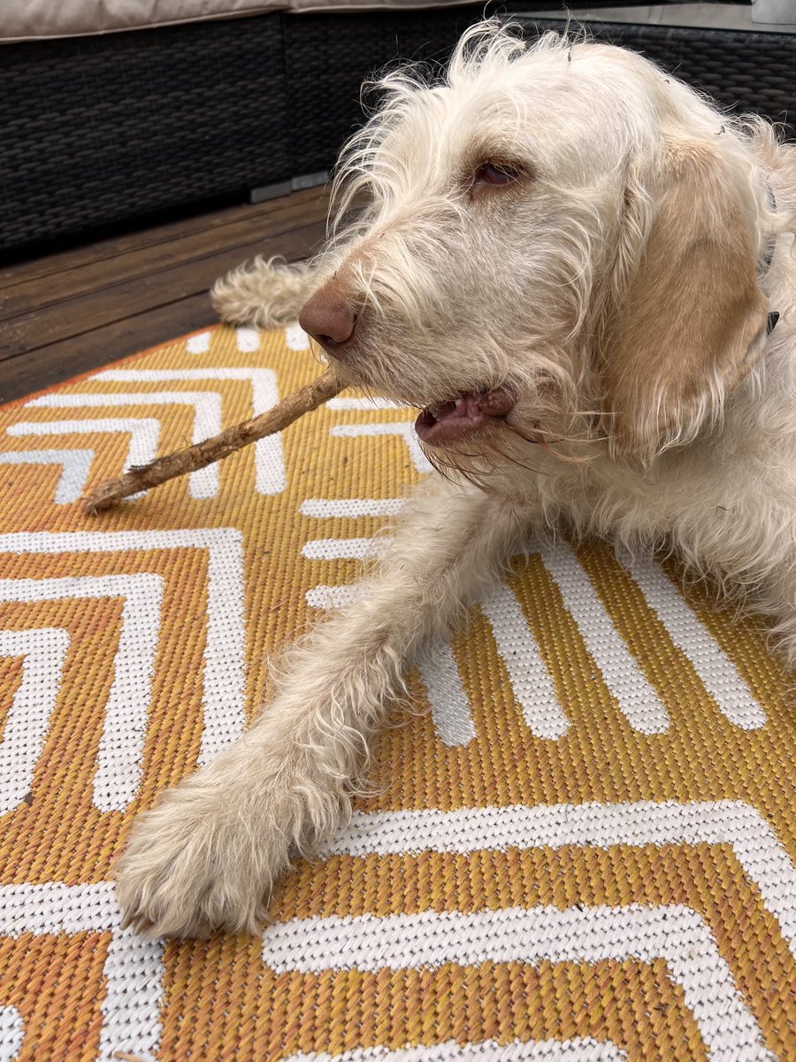 belly144sarah's tweet photo. @DobbyDaydream They could be body doubles in the movie! #spinone #dogsontwitter https://t.co/FQQBnL4NmI