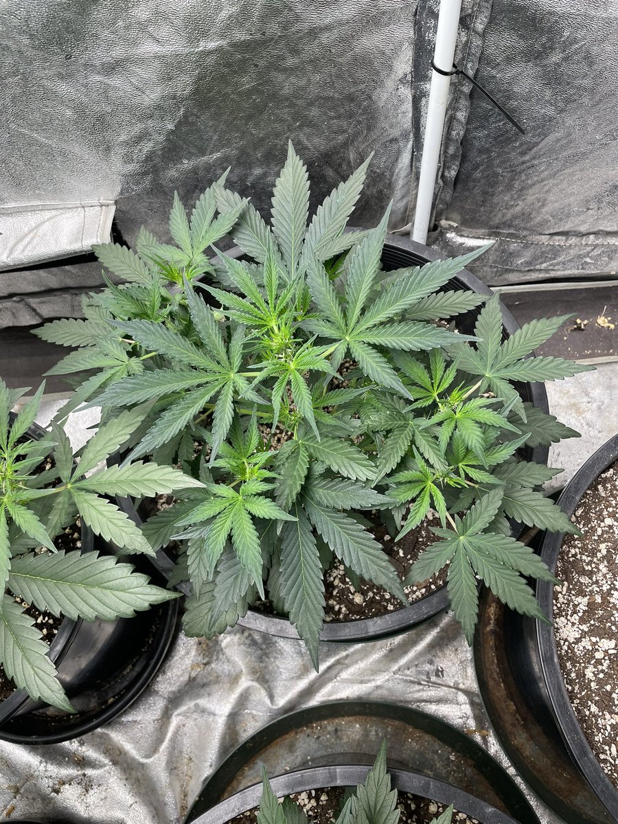 Auto tent in full swing! Pic 2 is lemon skunk, pic 3 is strawberry cheesecake and pic 4 is toof decay, they are all humming right along. #CannaLand #growingtogether #organic @island_herbz