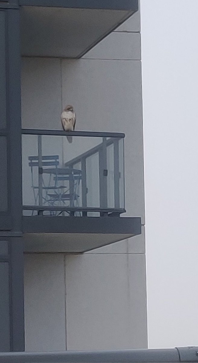 JWoodsSound's tweet photo. A beautiful hawk relaxing on my neighbor's balcony. I believe it's a red tailed hawk if anyone could clarify? #Toronto https://t.co/5hW4cEF9xi