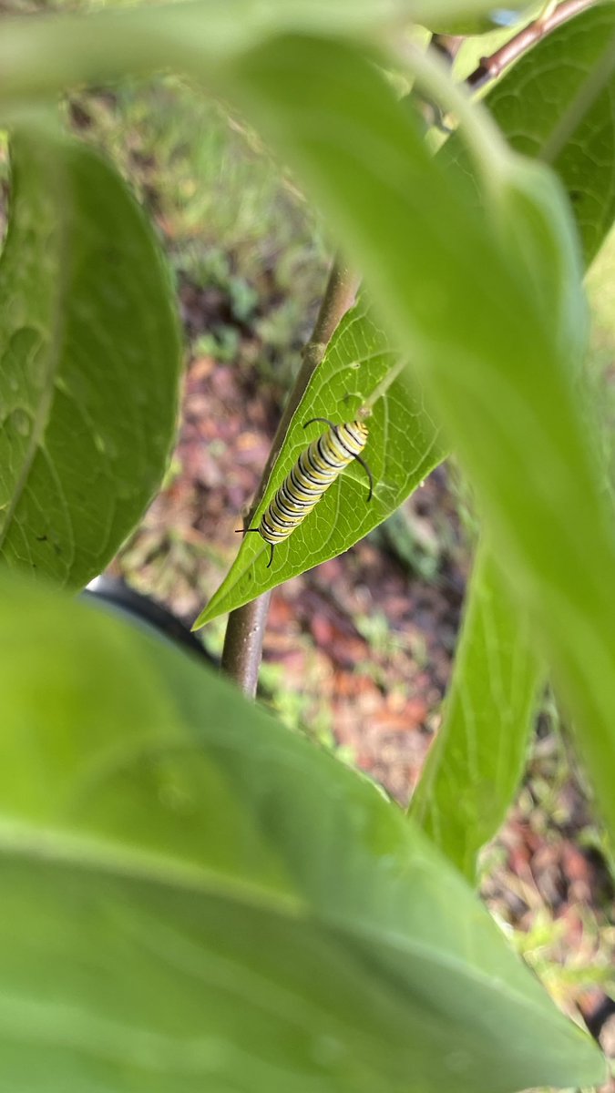 Caterpillars 🐛 on my milkweeds, fond of these lil guys. #Monarchs #Butterflies #TampaBayFL #milkweed #endangeredspecies