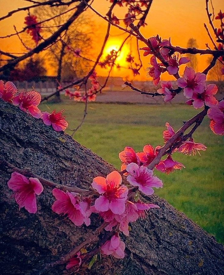 It's good to be trustworthy and honest, but it isn't good if you are trustworthy to someone who is unfaithful.

#ImamJawad

                 🧡🌸🧡🌸🧡