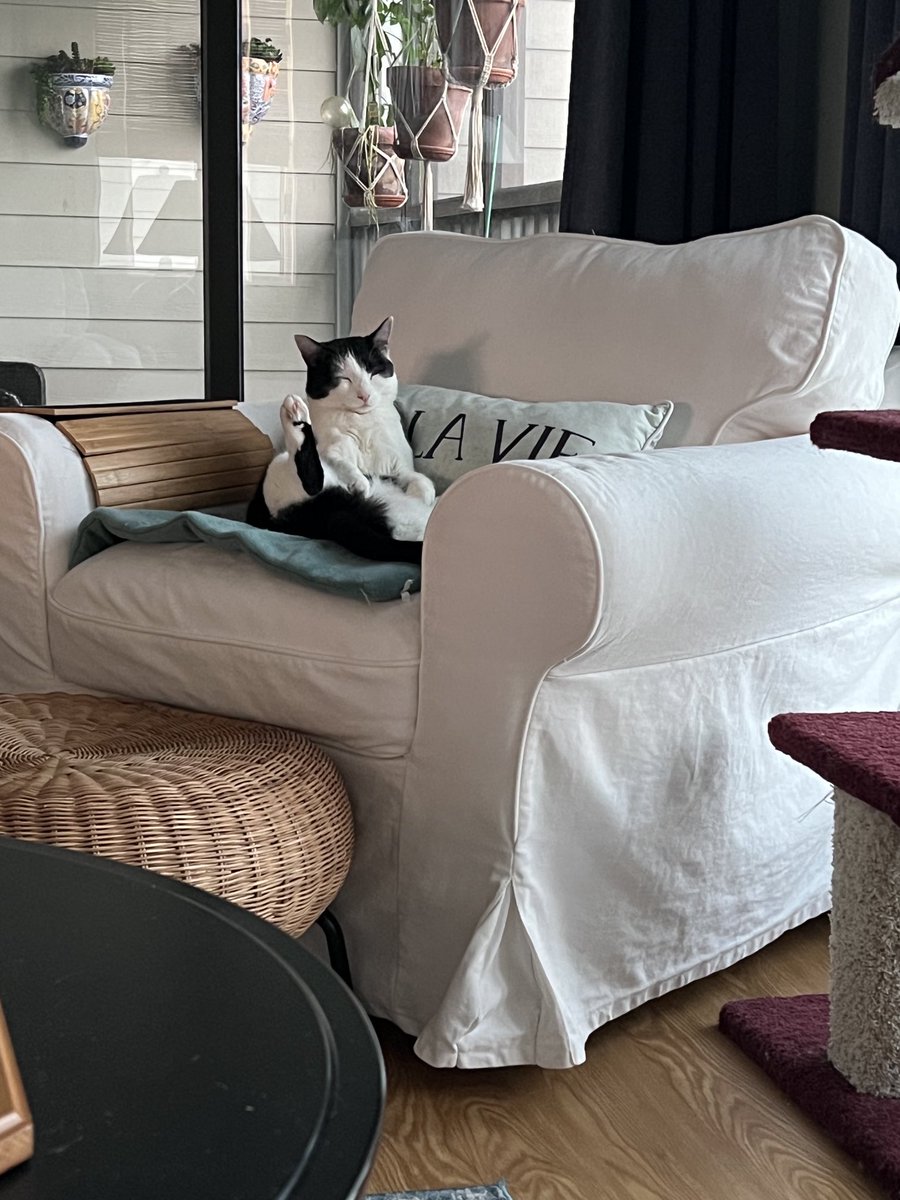 Petra, snoozing in what was apparently a comfortable position. #catsoftwitter