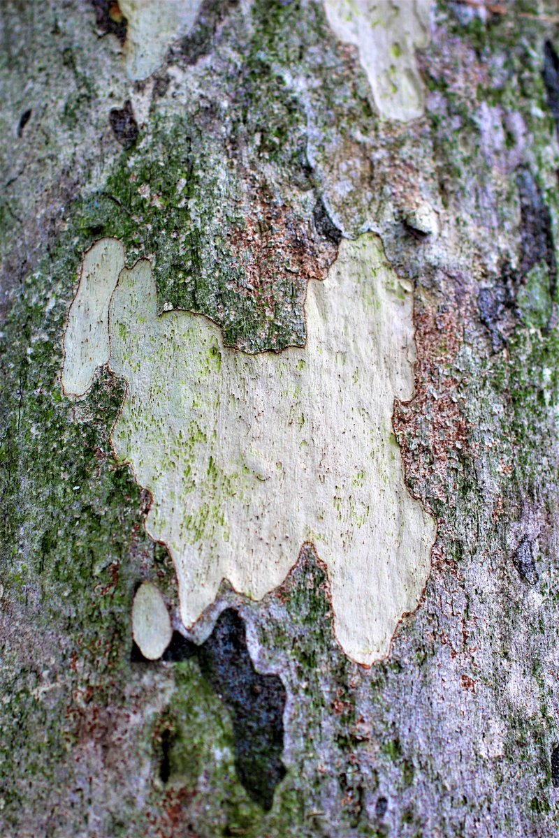 sicavalcanti70's tweet photo. Exploring the magic of nature:tree trunks that transform into enchanting creatures. Discover these figures and bring them to life with your own imagination #TezosNFTs #CardanoCommunity #tezoscollectors #web3 #NFTCommunity #web3community #web3 #MintableCommunity #FineartCommunity https://t.co/wAbN1s7vzi
