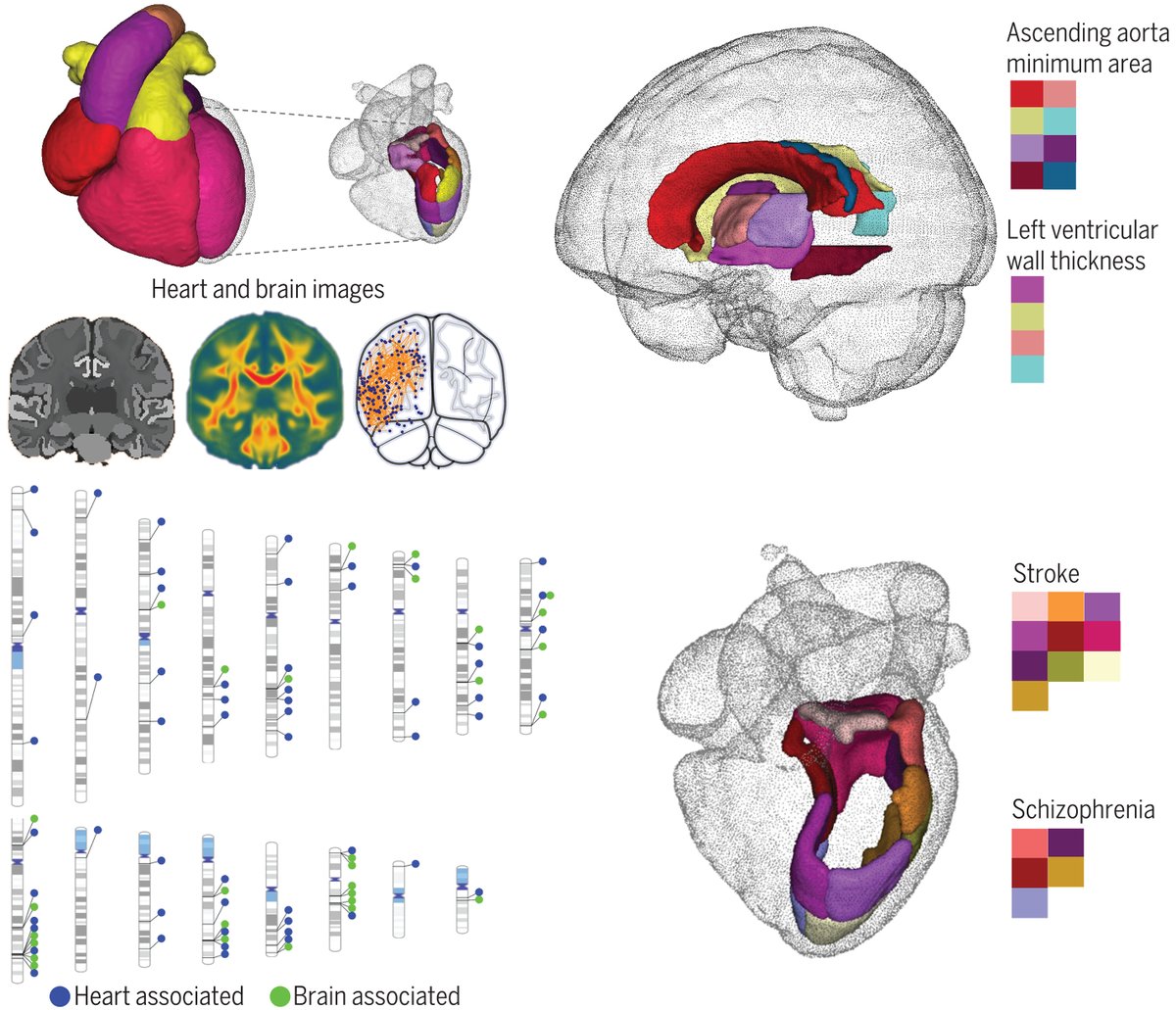 New in Science: MRI data from more than 40,000 UK Biobank participants reveals the intertwined nature of heart and brain health in humans. 

The results could help identify new potential therapeutic targets. scim.ag/32W