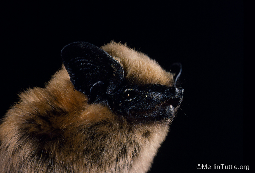 A canyon bat (Parastrellus hesperus) in Arizona, looking foyine. #batsarecool #thanksbetobats #savethebats