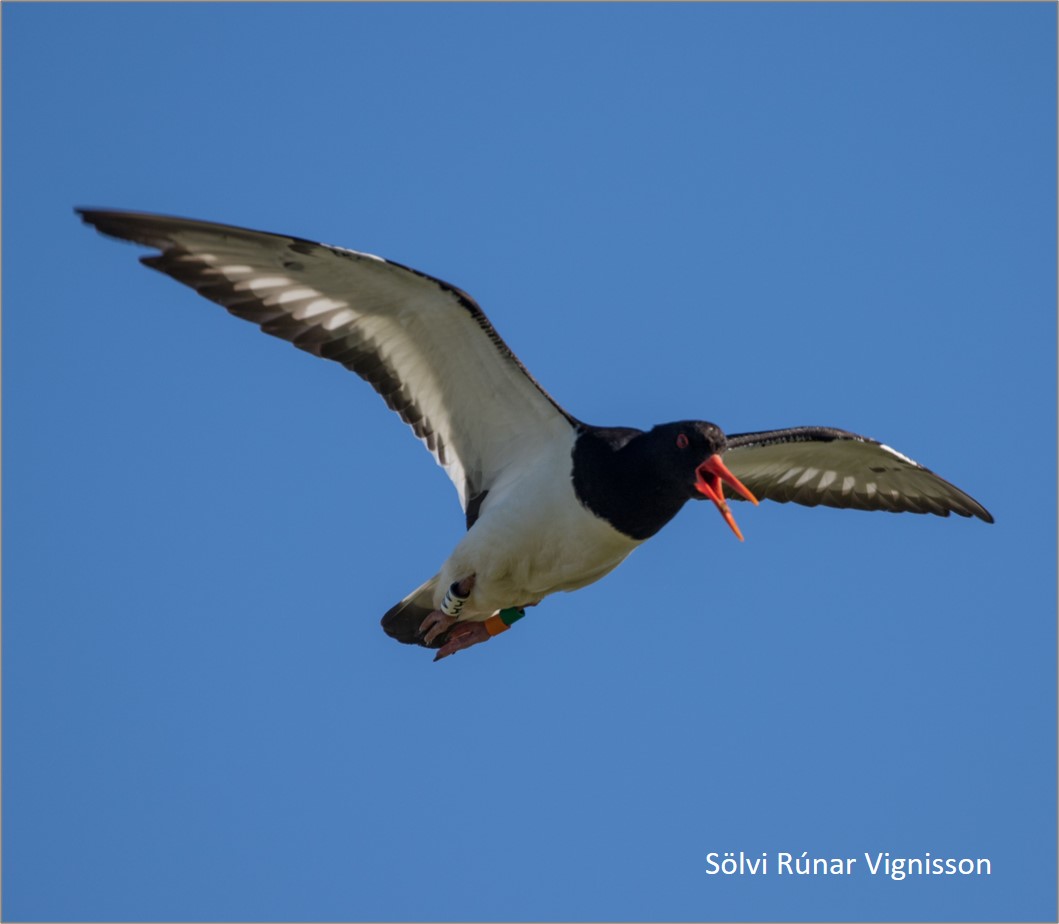 Celebrating 'Father's Day' with an #Icelandic #Oystercatcher.
Dad has a huge impact on his chicks' lives: 
wadertales.wordpress.com/2021/02/02/oys…
#waders #shorebirds #ornithology 
Blog based on paper by <a href="/VMendezAragon/">Verónica Méndez Aragón(she/her)</a> et al