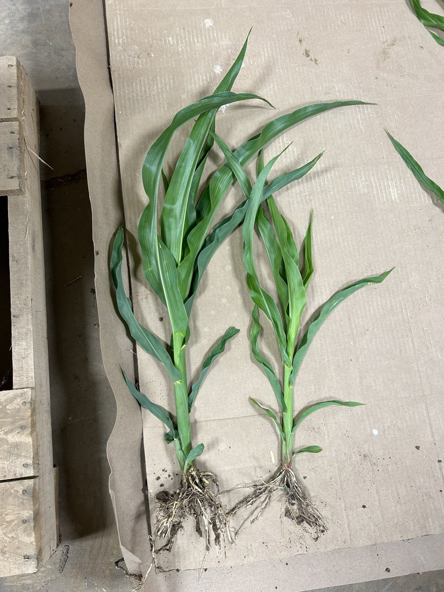 Both corn plants are at the V6 stage but the one on the left has a good root system and can explore many nutrients, where as the one on the right's roots are restricted to the seed trench due to wet planting. See the size difference? (JF) #rvcinterns #rvc #iowacorn