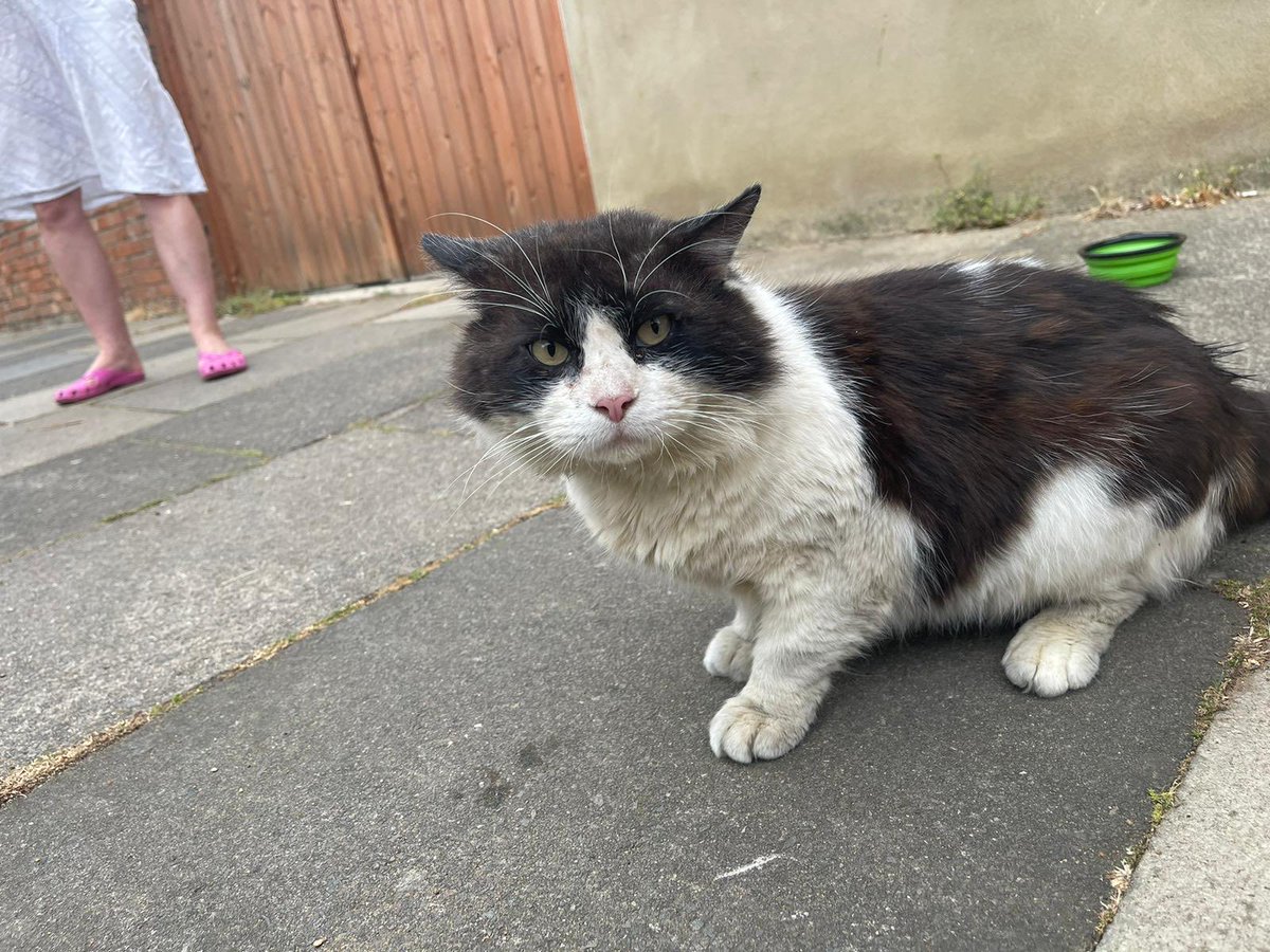 Very hungry and unkempt cat in Narcissus Rd NW6 London - maybe owner will recognise?