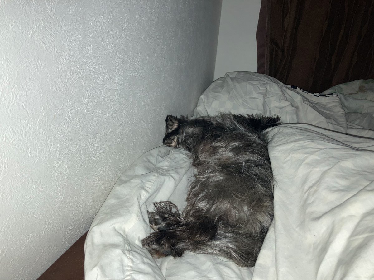飼い主はベッドの左側で寝ていますがチャンプもそこで寝ます。

🐾「それは単なる偶然だよ…」

私がベッドの右側に移動するべきですか？😅

#ケアンテリア #ケアーンテリア
#ケアーン・テリア #CairnTerrier #cairnitude