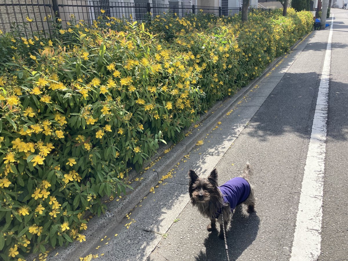 チャンプは黄色い花の前に来ました。

🐾「甘い匂いがするよ！」

ミツバチが沢山飛んでいます🐝

#ケアンテリア #ケアーンテリア
#ケアーン・テリア #CairnTerrier #cairnitude