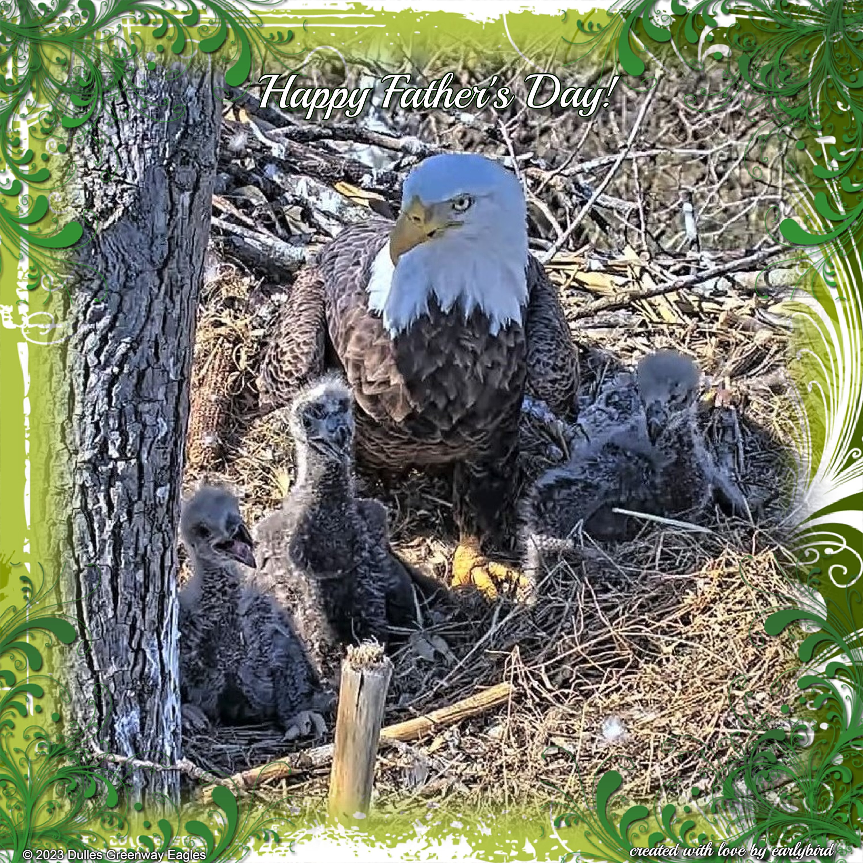 Dulles Greenway Eagle Cam on Twitter: Happy Father's Day!   / Twitter