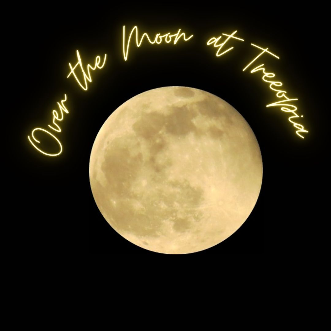 Treeopia -Luxury Treehouse Escape tweet media