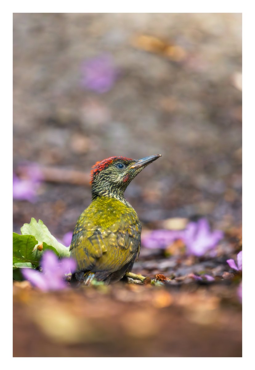 _Ryan_Kerr's tweet photo. Juvenile Green Woodpecker #sharemondays2023 #wexmondays #fsprintmonday @BBCSpringwatch https://t.co/VOXJjDnflt