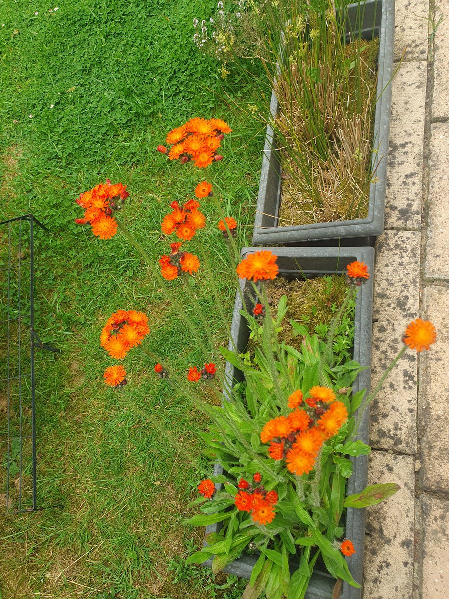 @BrummieBirder These are our Fox and Cubs 😃 we put the seeds in another pot down the bottom of our garden and this year we have these beauties by our top patio 😍 love nature ❤️