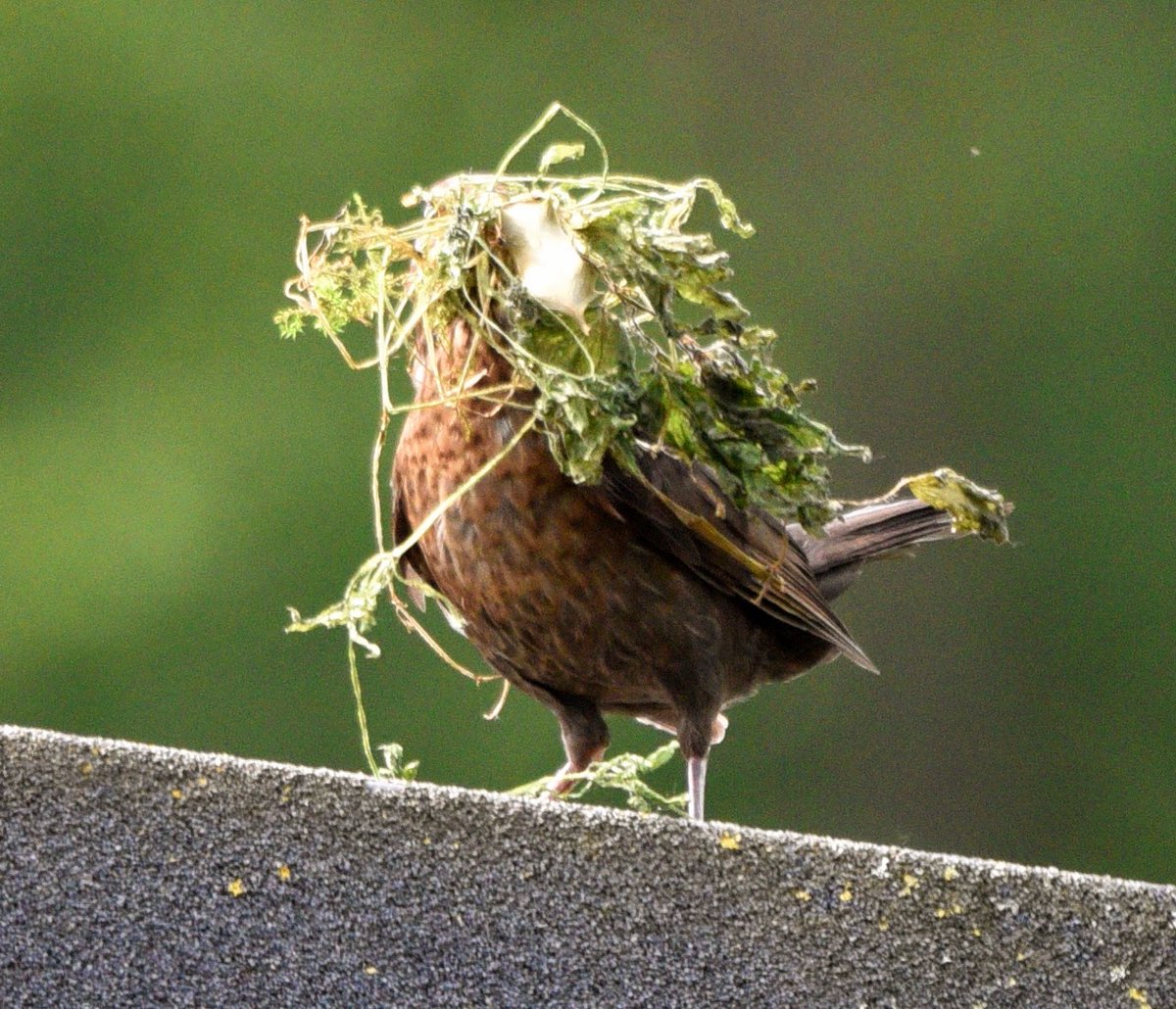 Sunday afternoon at home spent on a little weeding of the front garden. Greatly appreciated by Mrs Blackbird perhaps wishing to build nest number 2 or at least do some repairs.. I hope she can see where she is going! #birdwatching #NaturePhotography 🪺