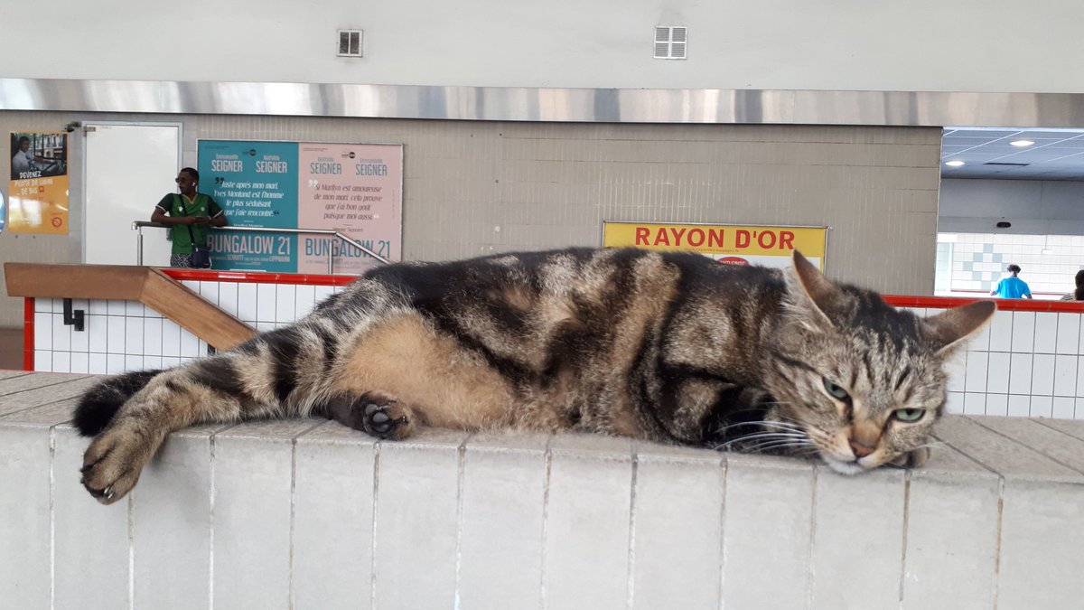 Bien connu des usagers de la gare du Parc de Saint-Maur, sur le @RER_A, le chat Taga cherche la fraîcheur sur un muret par ce temps lourd, annonciateur d'orages attendus en fin de journée sur la région. Pas d'inquiétude, il sera bien à l'abri dans le hall d'accueil de la gare. ⛈