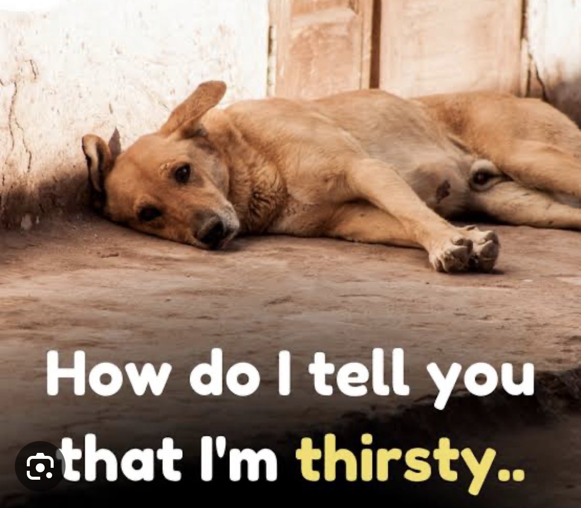 Please leave out food and water for stray animals .
It's too Hot outside 🙏
#streetdogs #servewater
