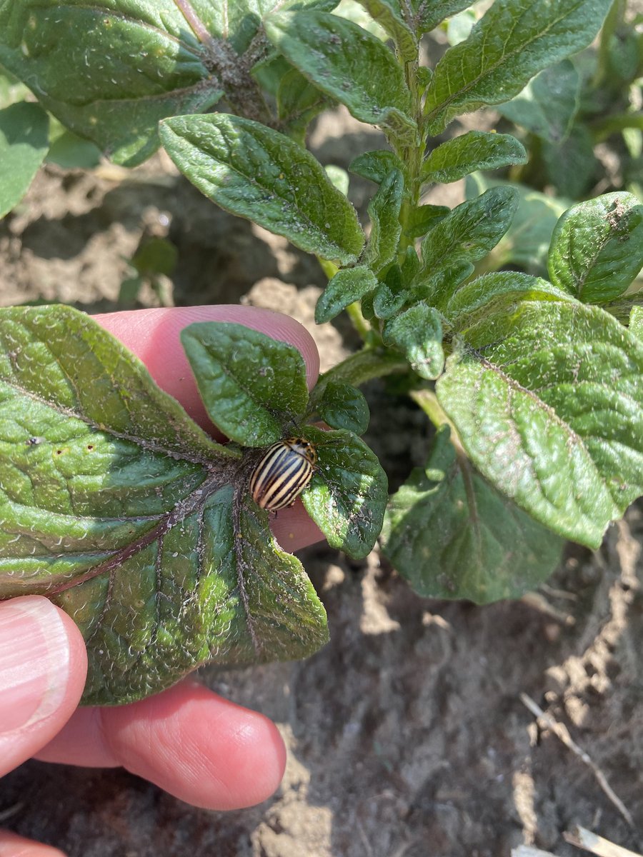 Out scouting the crops today and found these little friends! The little eggs will turn to beetles in a blink of an eye!
#ontag #scout #potatoes #coloradopotatobeetle #pestmanagement #smallfarm #sustainableagriculture