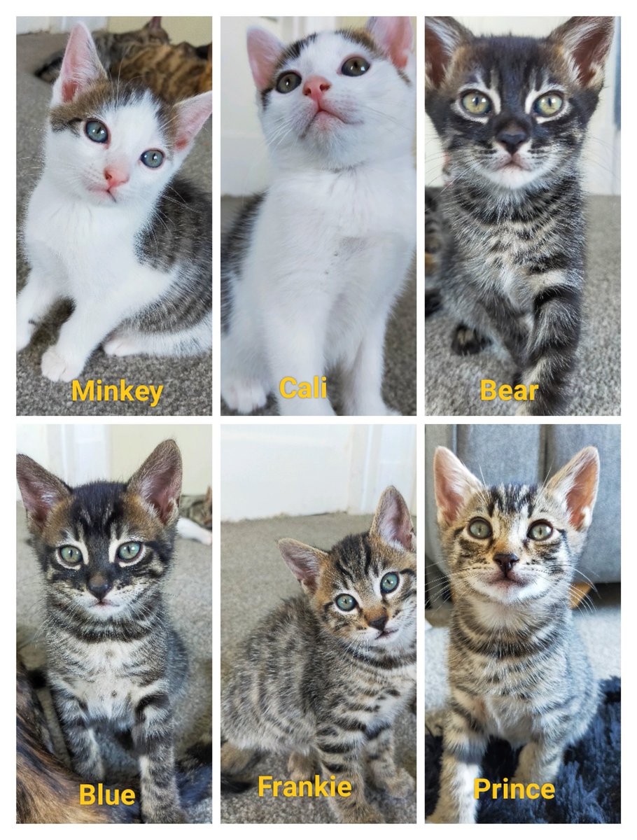 7 weeks ago I helped mama Belle deliver 6 beautiful kittens. Next week they will start the next chapter of their lives with their families. They now have their forever names. I love you guys. ❤️