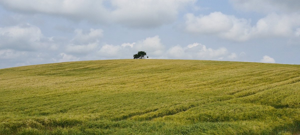 Barley field. Carryduff