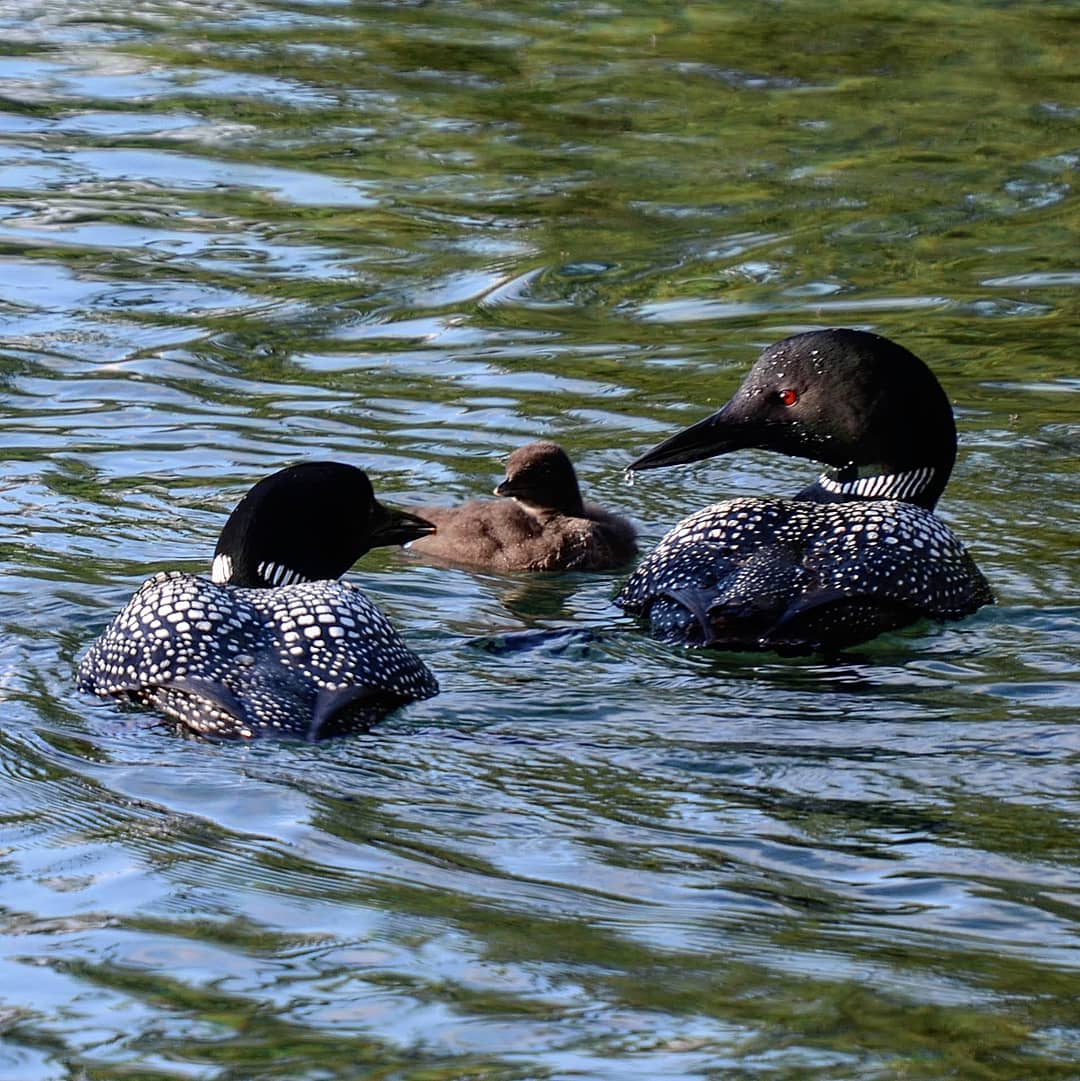 Happy Father's Day! 
On this special day, let's take a moment to appreciate the incredible father figures in our lives and the animal kingdom, like the majestic loon! #DYK that male loons play an important role in raising their young?❤️
📸 mark.wildlife_photography | IG