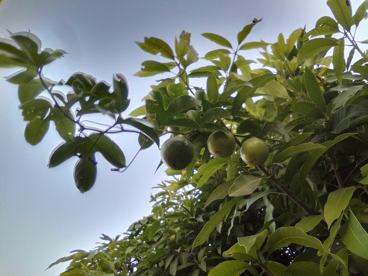 Association of United Micronations (AUM) 🌍 tweet media