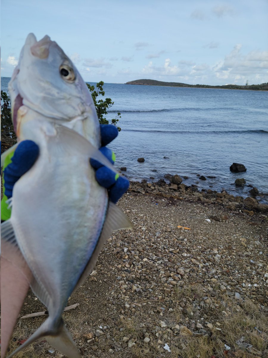VirginiaButton1's tweet photo. Lunch! #yellowjack Dad, thanks for teaching me to fish. #happyfathersday2023 https://t.co/z3nOtKGOc3