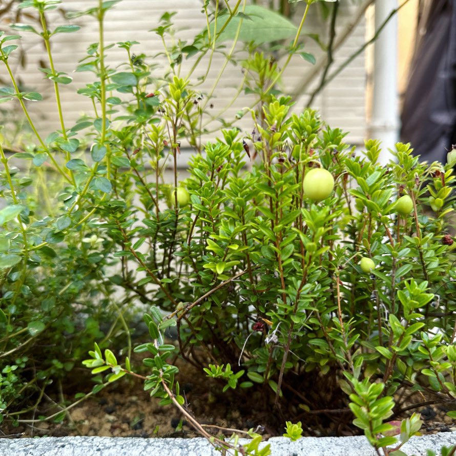 プランターのクランベリーに実がついた。小さな白い花がたくさん咲いたのも嬉しかったけど、そのうちの何個かがちゃんと実った。（レモンの花はとてもたくさん咲いたけど全部落ちてしまい、今また次の蕾がついているところ。数個だけど）