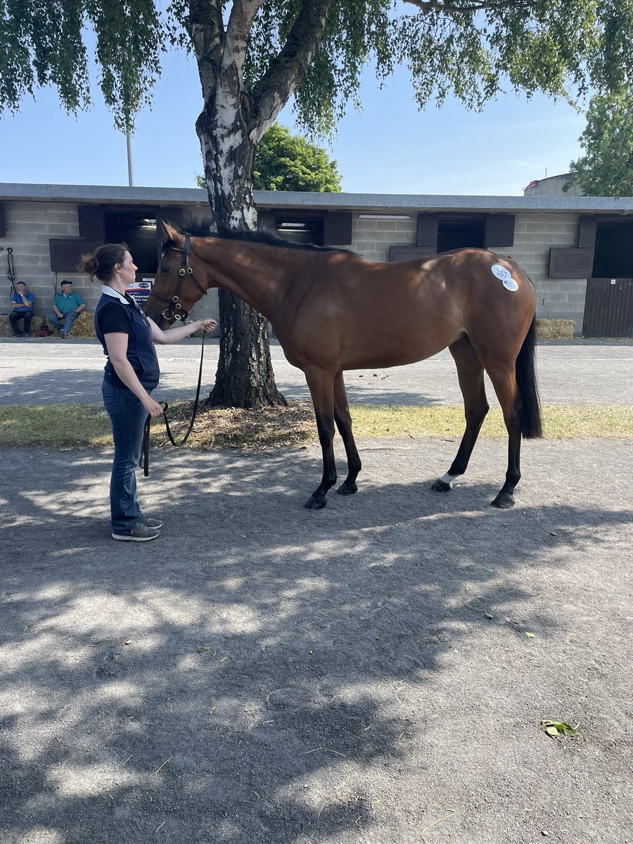 BazFitzgerald's tweet photo. Brilliant week at the Goffs Arkle Sale, selling 4 future stars. Best of luck to the new connections, hopefully there’ll be lucky 🤞🤞🤞@tlawes23 @agentbloodstock @TessaGreatrex @trainingwinners @MonbegStables https://t.co/eYjbcNe2dY
