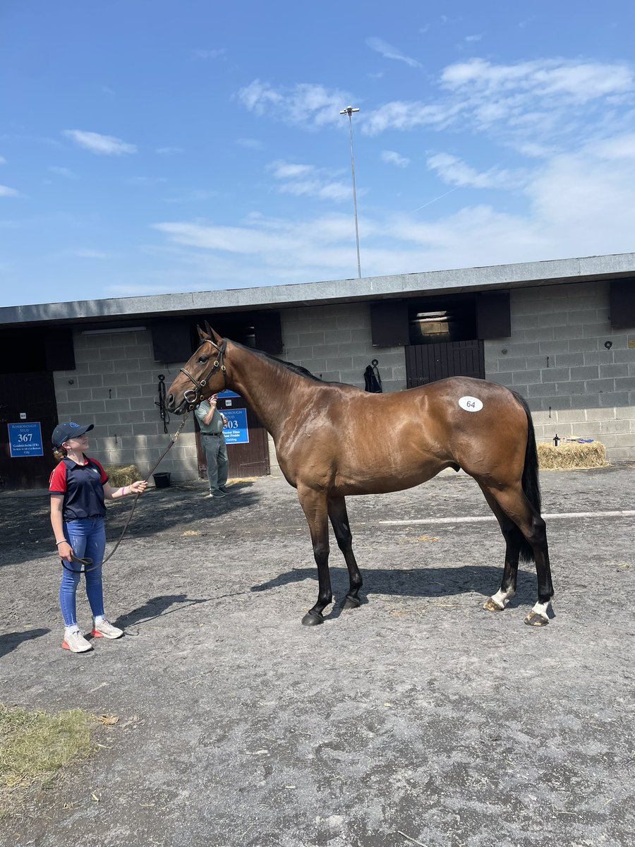BazFitzgerald's tweet photo. Brilliant week at the Goffs Arkle Sale, selling 4 future stars. Best of luck to the new connections, hopefully there’ll be lucky 🤞🤞🤞@tlawes23 @agentbloodstock @TessaGreatrex @trainingwinners @MonbegStables https://t.co/eYjbcNe2dY