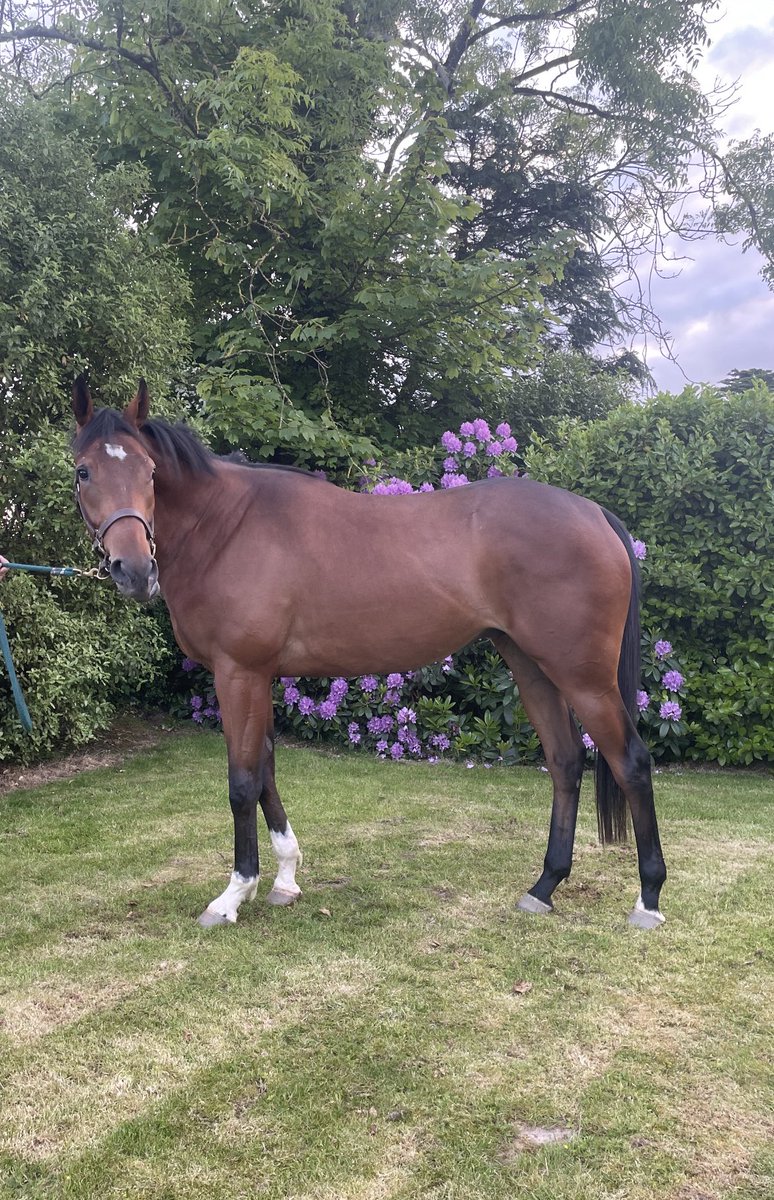 BazFitzgerald's tweet photo. Brilliant week at the Goffs Arkle Sale, selling 4 future stars. Best of luck to the new connections, hopefully there’ll be lucky 🤞🤞🤞@tlawes23 @agentbloodstock @TessaGreatrex @trainingwinners @MonbegStables https://t.co/eYjbcNe2dY