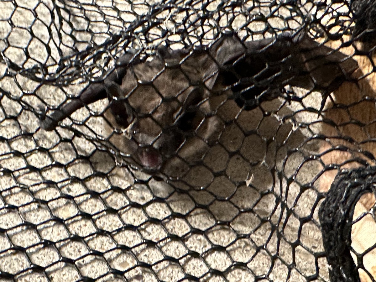 Mark Gibbens tweet media