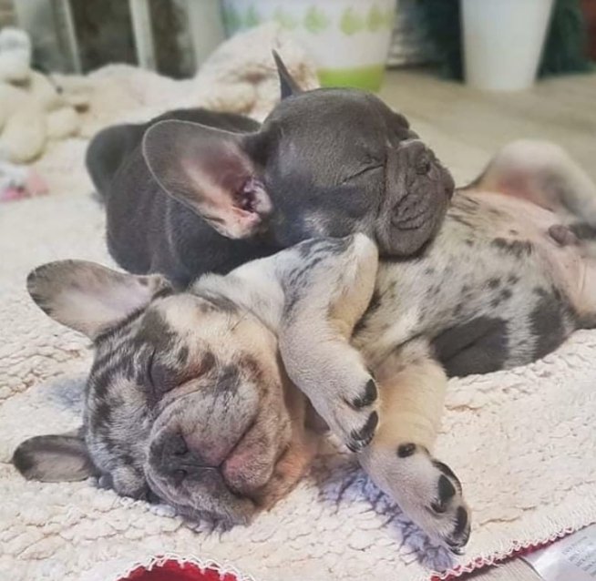 Proud Mom 💜
#frenchielover #frenchbulldog