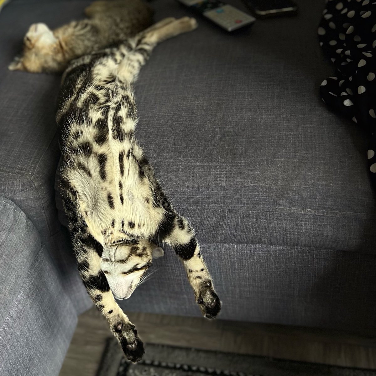 Why do cats sleep in the weirdest positions? 😂😂