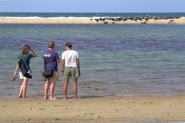 NOAAFish_NEFSC's tweet photo. Hitting the beach this summer? Remember to follow these responsible wildlife viewing tips if you see protected animals like whales, dolphins, seals, and sea turtles: https://t.co/vSwgLm0Eip. #WatchingWildlife #ShareTheShore #ShareTheSea https://t.co/ooRQldmiiK
