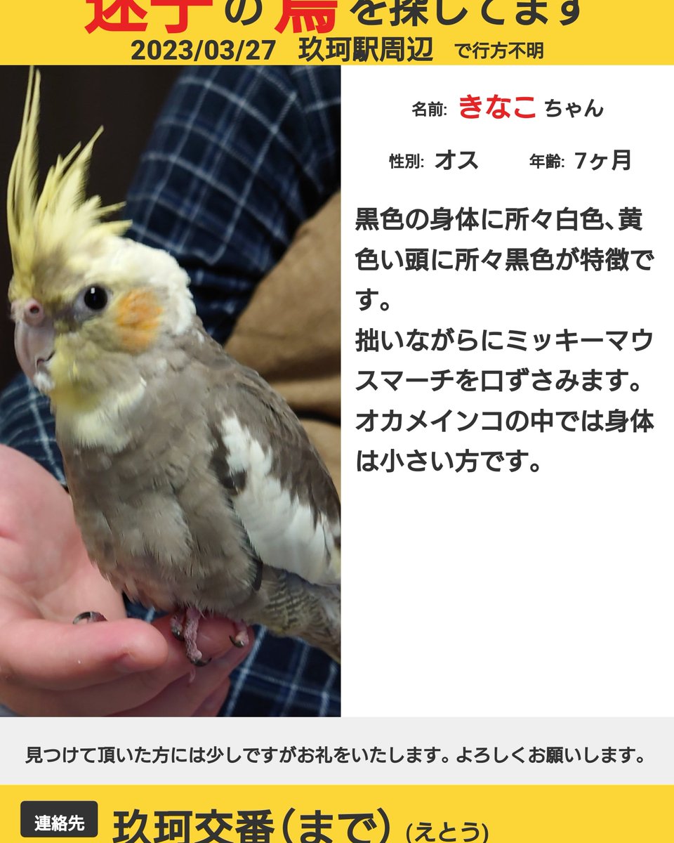 kinako_0327_'s tweet photo. 情報が無さすぎて心が折れそう…
まいごどりさんのツイート見たり、県の落し物見てるけど、山口県出てこない…
広島も視野に入れて探してみます！
 #オカメインコ  #オカメインコ迷子鳥  #迷子鳥  #山口県  #玖珂  #岩国市  #広島県  #探してます  #情報求む https://t.co/bHxbLs4at6