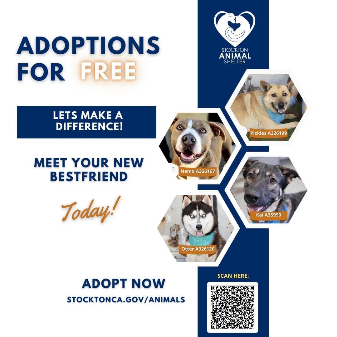 The Stockton Animal Shelter would like to remind you that adoption fees for adult dogs will be waived from Wednesday, June 14, 2023 through Sunday, June 18, 2023! Schedule an adoption appointment online with @sac_shelter_pets_alive or visit the Stockton Shelter! #adoptdontshop