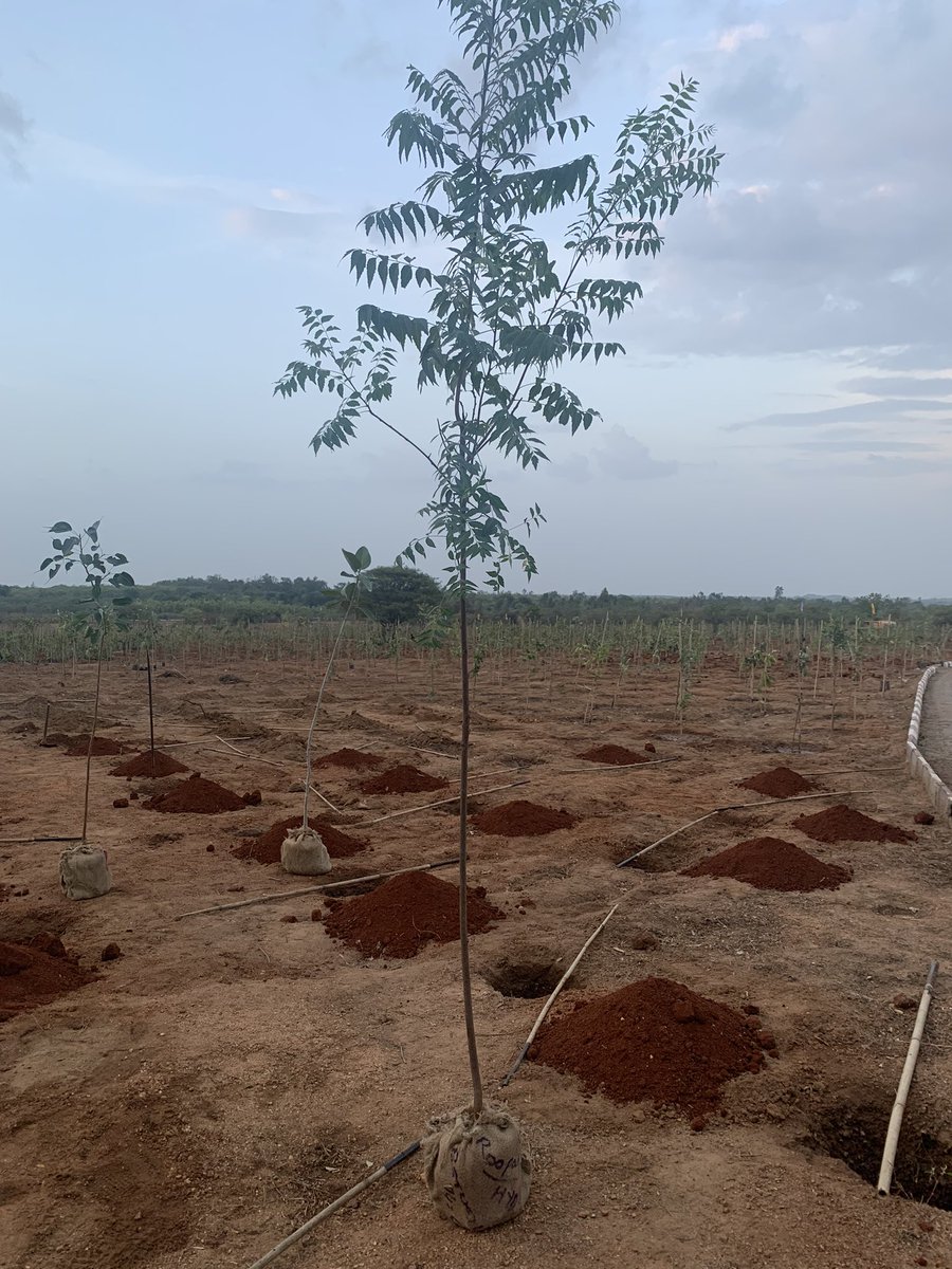 A luxurious well-grown neem ready for planting on 19th June #Harithotsavam State wide #Treeplanting programme as part of #TelanganaTurns10