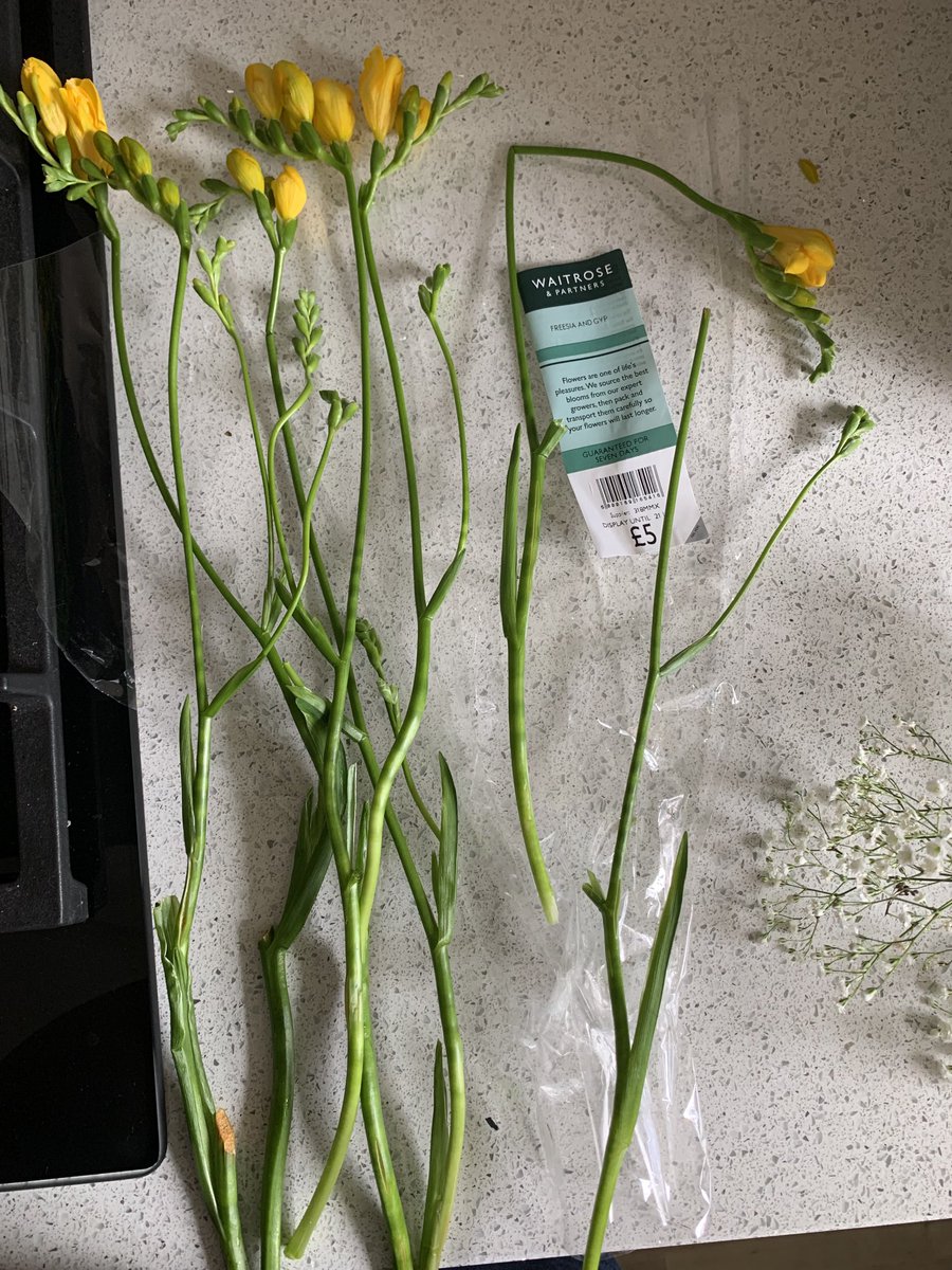 sharonmcglad's tweet photo. Just opened my beautiful smelling freesias to put in a vase after treating myself at ⁦⁦@waitrose⁩ earlier (as they remind me so much of my late Mum) to find that of the 7 stems, one is bent &amp; one has no flower at all! The treat is marred somewhat 😢😢 https://t.co/2T2MVjz8IO