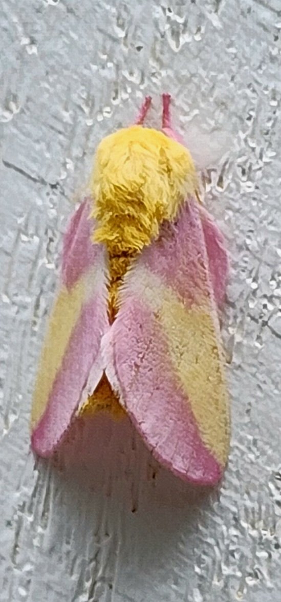 Had the most beautiful cotton candy puff ball cartoon moth visit me! I've never seen such a beautiful moth before! 😍