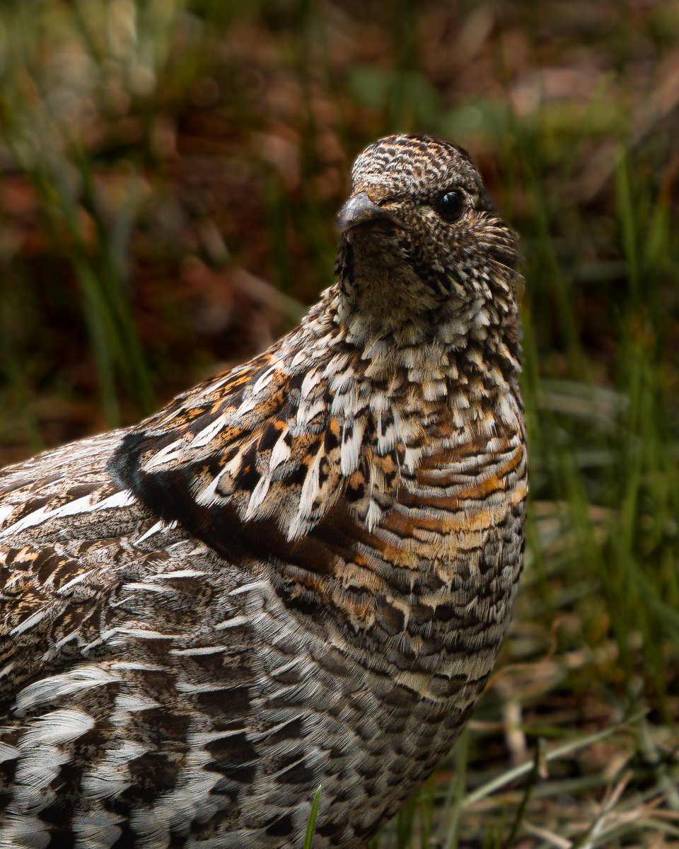 Ruffed grouse
-
instagram.com/unspoken__visu…
-
#wildlifephotography #wildlife #smithsonian #marvelouz_animals #splendid_animals #usinterior #outdoorsman #lensbible #sonyalpha #wildlifeig #unspokenvisuals #wildlifephotography #wildlife #wildlifephotographer #cameragoals